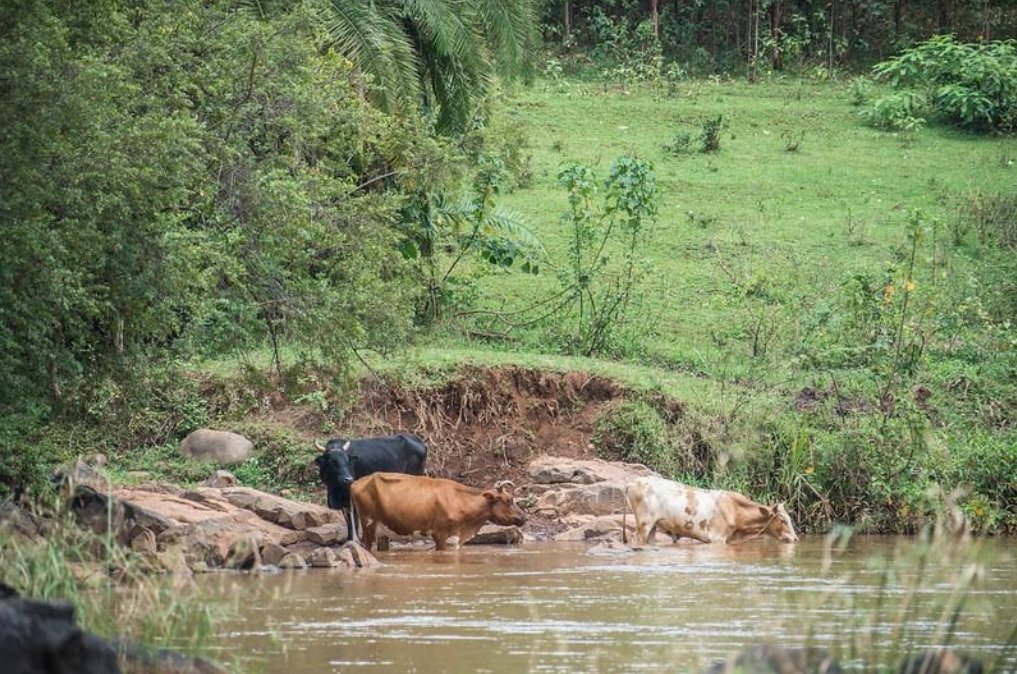 Cattle-drinking-from-river-catchment-area.-Climate-change-has-brought-about-water-insecurity.-Photo-by-Patrick-Sheperd-CIFOR