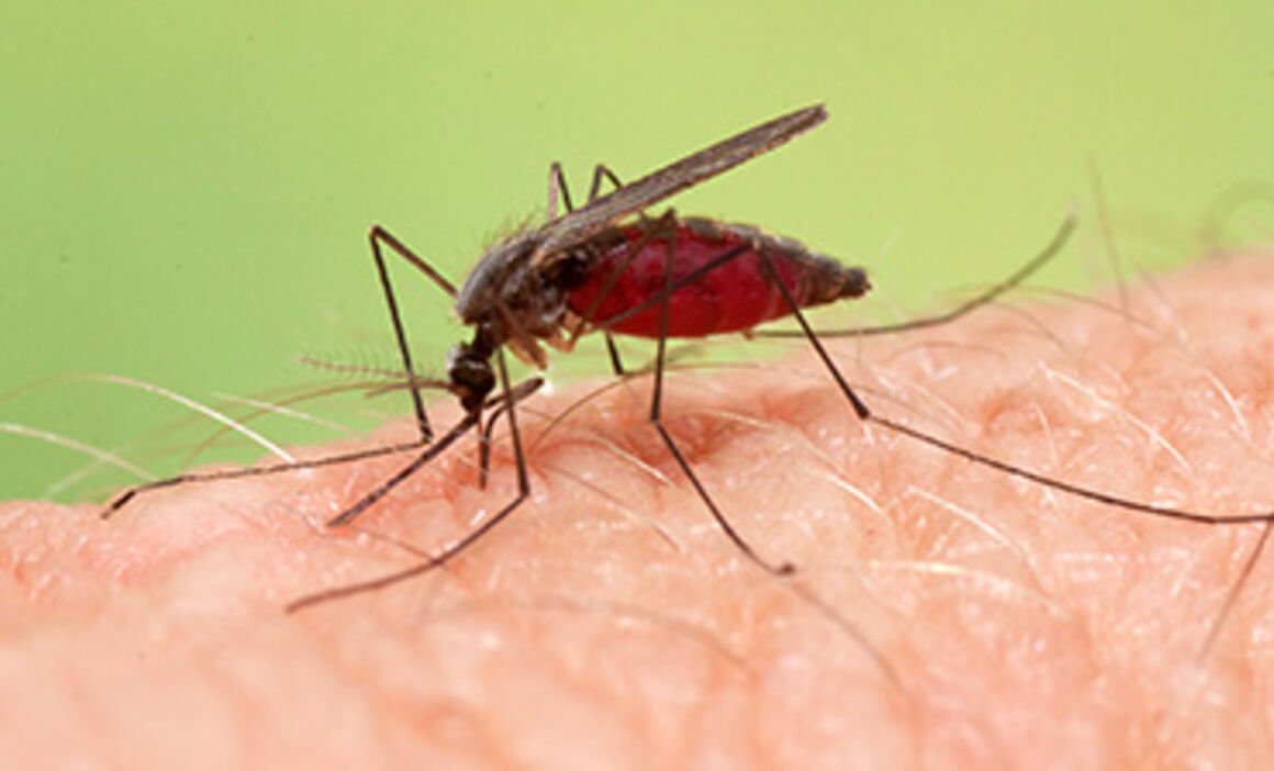 Climate change: Extreme weather drives surge in malaria cases in Yaounde