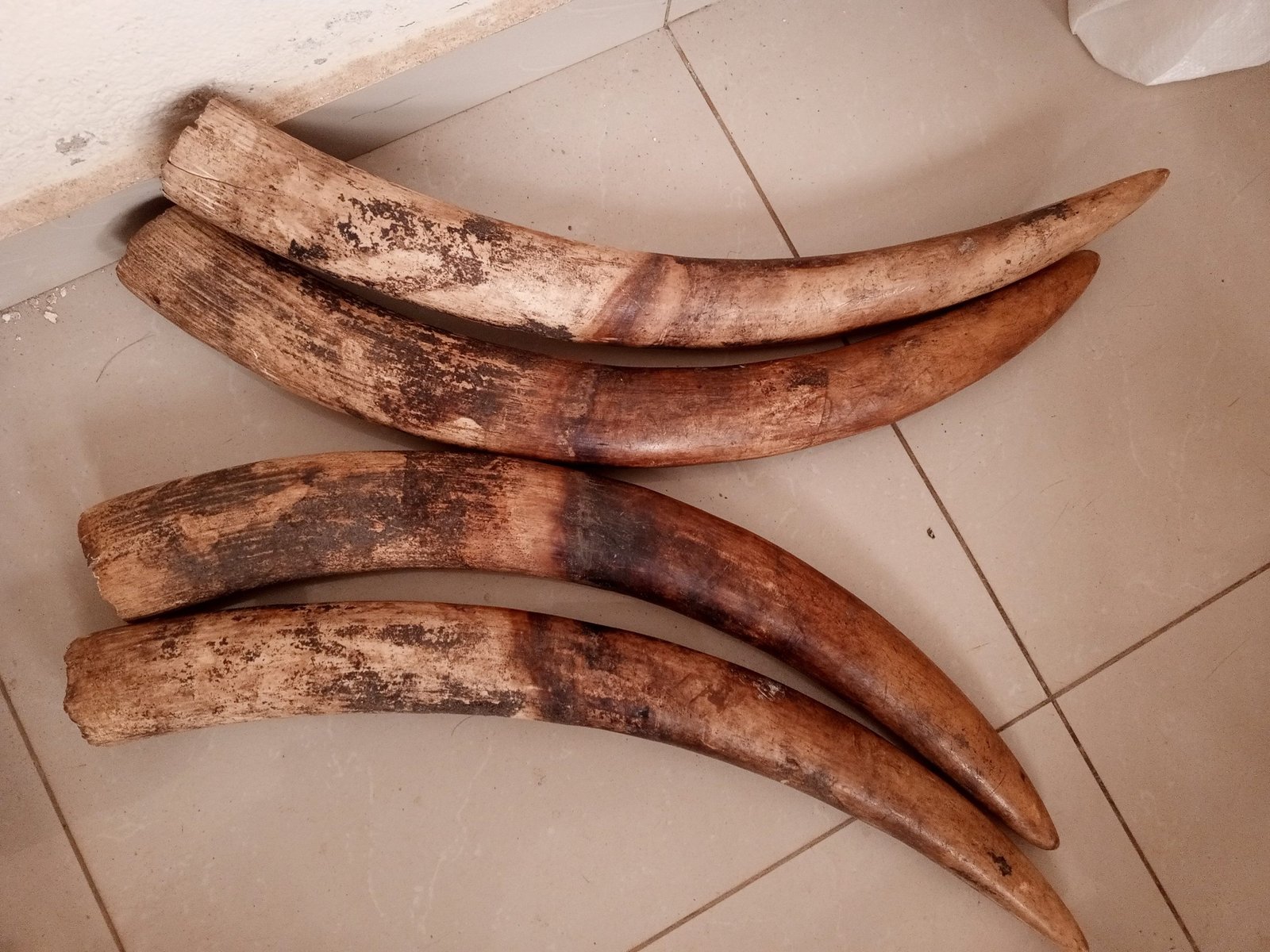 Tusks seized from suspected traffickers
