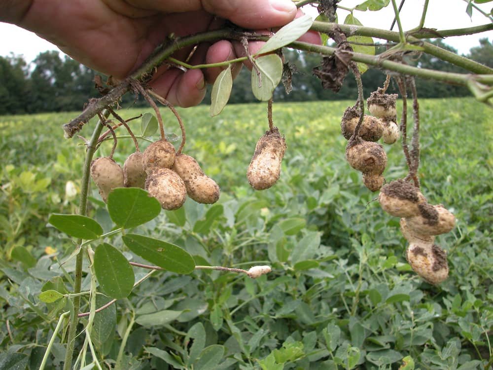 North West Region: Bangolan at risk of starvation as separatist lockdowns imperil agric sector