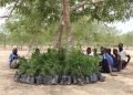 Nigerian refugees in Cameroon find solace in trees
