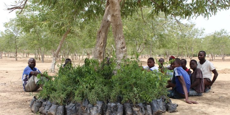 Nigerian refugees in Cameroon find solace in trees
