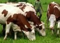 UK disburses FCFA 47.5 billion to improve agriculture in Cameroon