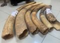 Pastor, two others risk 20-year jail terms for wildlife trafficking in Yaounde