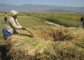 Climate change wreaks havoc on rice production in Bangolan, Ndop