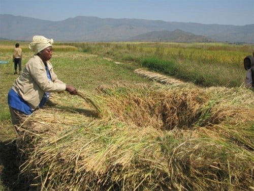 Climate change wreaks havoc on rice production in Bangolan, Ndop