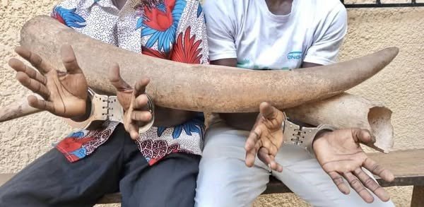 Wildlife crime: 90 suspected traffickers arrested across seven African countries