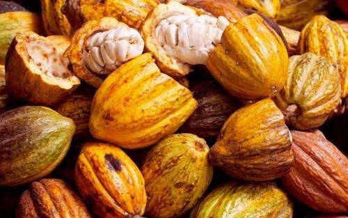 Ivory Coast cocoa farmers chafe at US’ announced tariffs on product