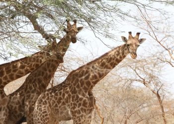 Protecting Cameroon’s Last Kordofan Giraffes