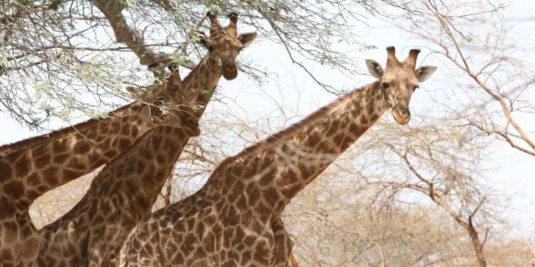 Protecting Cameroon’s Last Kordofan Giraffes
