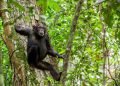 How community-led conservation is helping Chimpanzees thrive in West, Central Africa