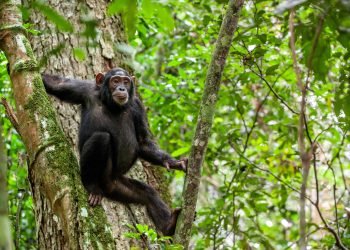 How community-led conservation is helping Chimpanzees thrive in West, Central Africa