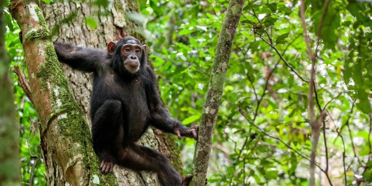 How community-led conservation is helping Chimpanzees thrive in West, Central Africa