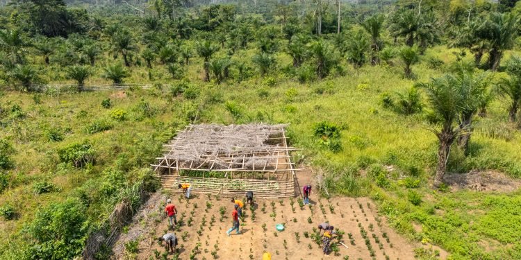 Central Africa still gets smallest slice of green financing, study finds