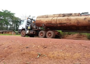 Timber logs export ban in CEMAC could up revenue by 25% – expert